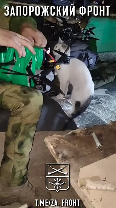 �������� ���������� ���� �������� �������� �����