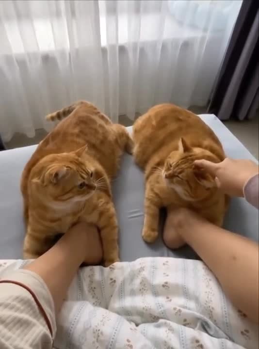 ������� ��� ����� ����� �������, ������� ������ ����� ���� �����������