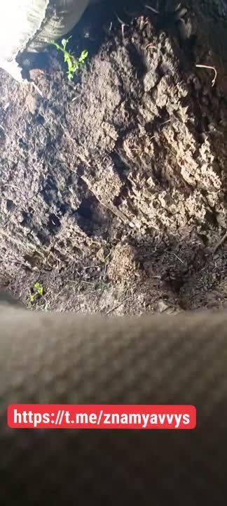 �������� �� ����� ��������� ������ ���� �����-����������� ������������ �� ����������� �.�.��������