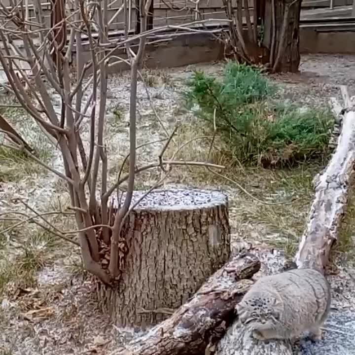 #����������. "������ �����������". ���������� ����� ������� ������ ��� ������ 6 �� � ����� � ����, �������� ���������� ������� � �������� �������������������