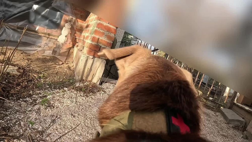 ����� ������ ���� ������, ������ �� ������ - �������� ���������� ���� ��������� �������� � �������� �������