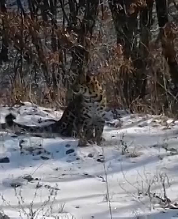���� ��������������� ��������� ��������� ������������� ���������� �� ����������