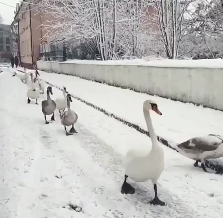 ������ ��������� (��������������� �������) ������� �������, ����������� ������ �� ������ ������