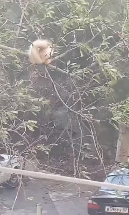 ����� �� "����������� �������" ��������� � �����