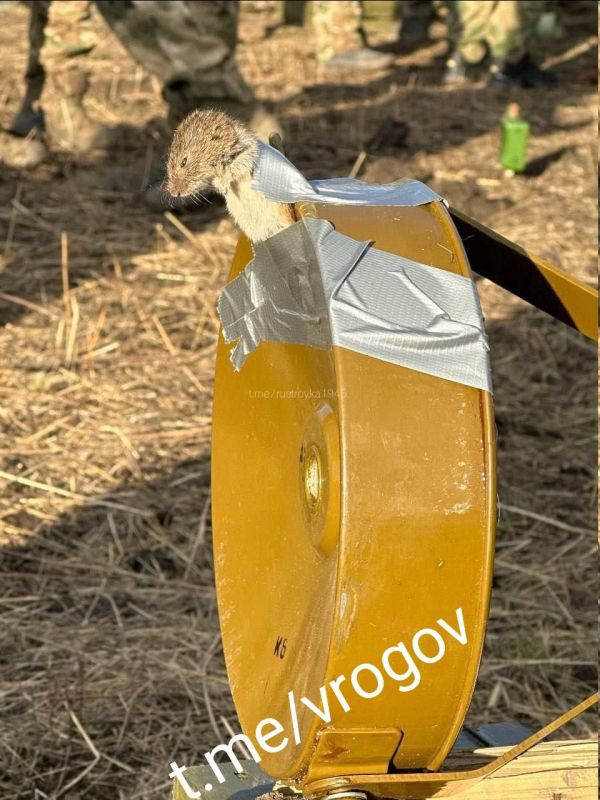 Владимир Рогов: Боевики ВСУ потеряли спутниковую связь над ЛДНР и Харьковской областью