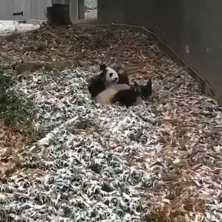 ����� ������� ����������� ������� �� ������ ������