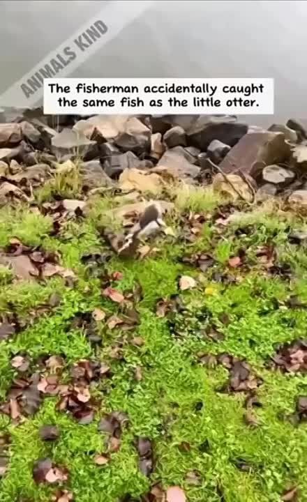 #���������. ������� ������� ����, ������� ������ ������� ���� �����, ����� ���� ����� ������� � ������ ����