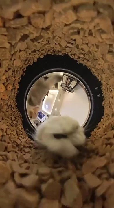 ���� ����� �� �� �����, ������ ���� �������� ������ � �������