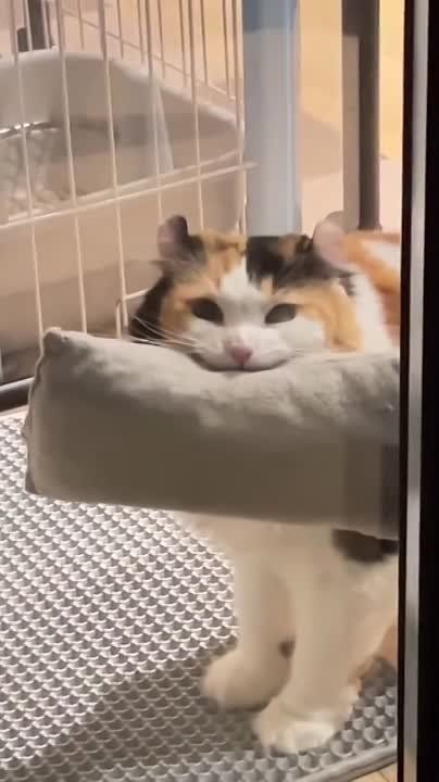 ������ ���� ���, ������� ������!