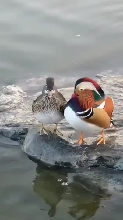 ����-����������. #��������������