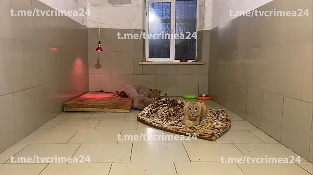 ���, ��� ��������� �� ����� � �������, ������ � ������ �������