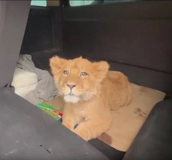 � �������� ���� "������" �������� ��� ������ �������, ������� ���������� � ������� ���� � �������� ��������� �������