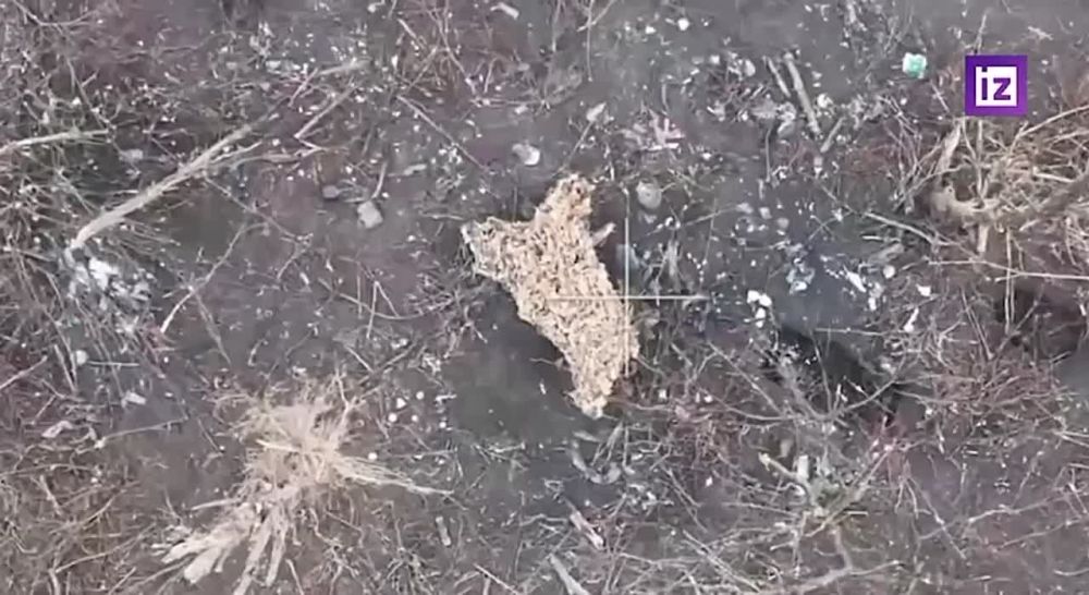"����� ���� � �������� �����������": ���������� ������������� ���� ���������� ������ ��� ��� ��������