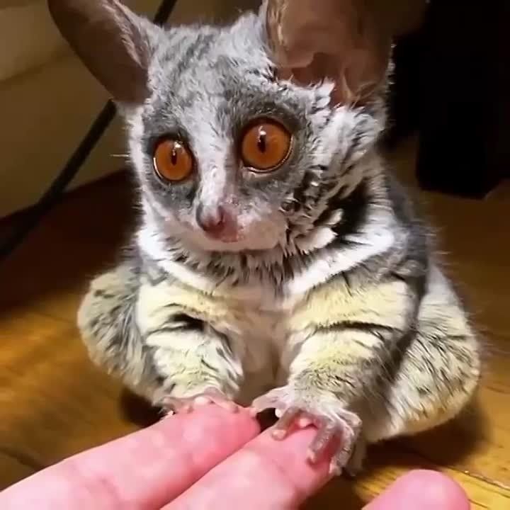 ���� �������� ����� - ������� �����