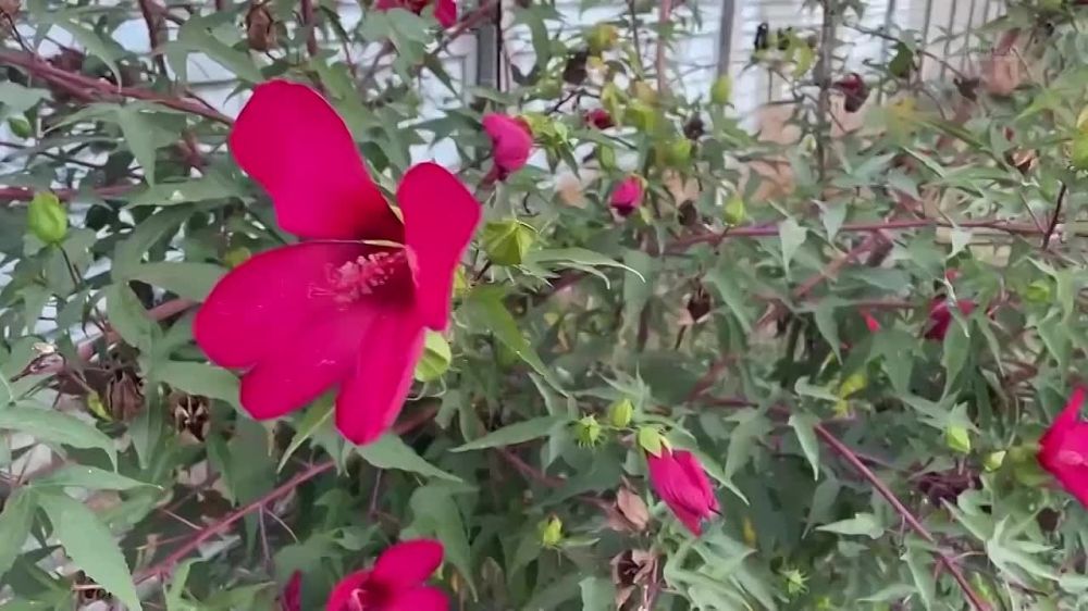 Дмитрий Рогозин, наверное, не нуждается в особом представлении