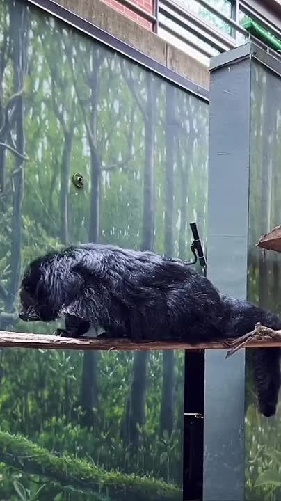 ���������: �������� ��������, ������� ������ ���������