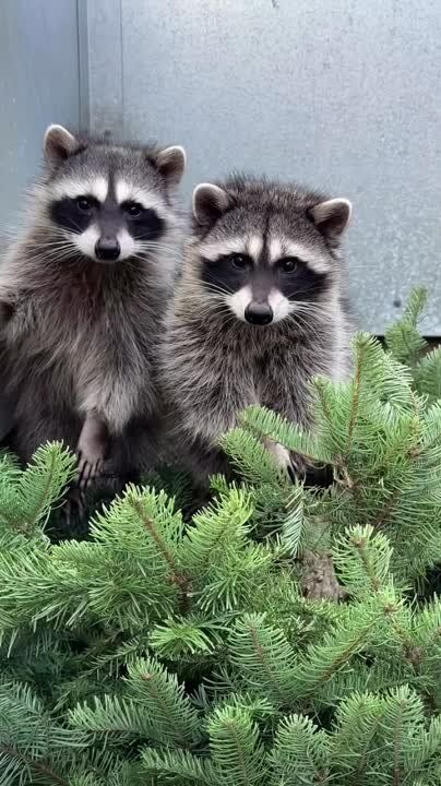 ������ ����, ������!. ���������� � ������ ���� ������ �����! ������-����� �� ������� ��������! �������������� ��