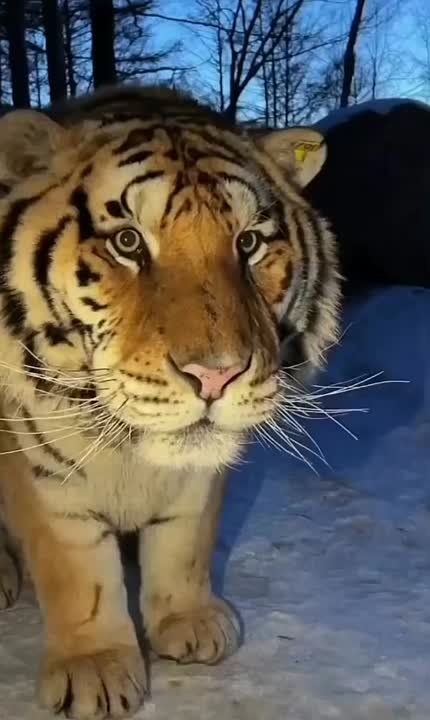 ������� ���������� ������� �� �������� � ��������� ��� � �������� ���� ��������� ����������� � ��� ����������, ��� ����� ������ ����� �������