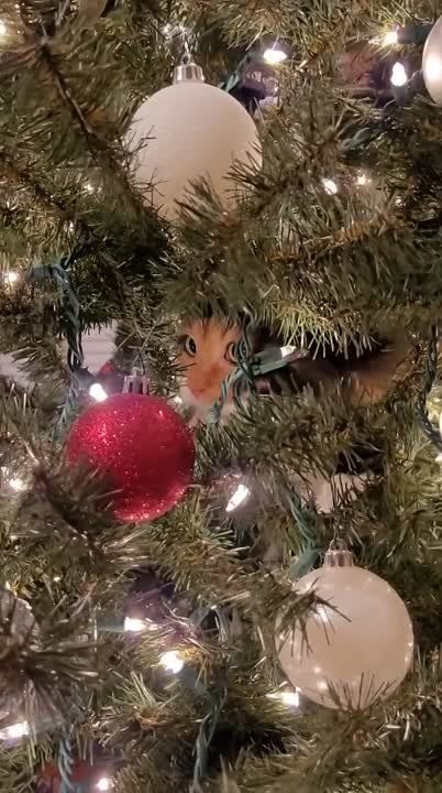 � ������� ������������ ����������)))