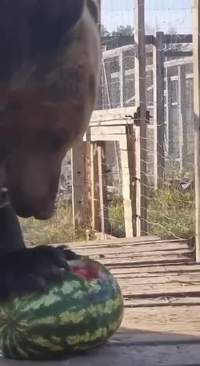 ��� ������ ������� ����� - ��������� ���������