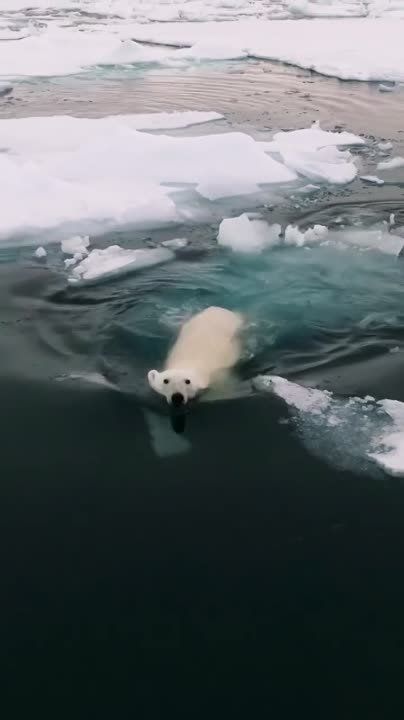 ���������� ����� �� ����� ������-������