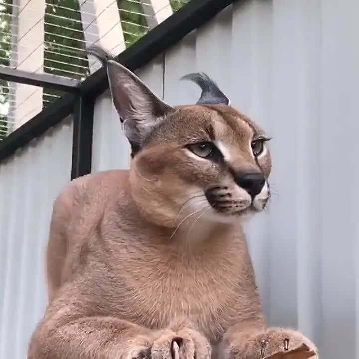 ������� - ������ ������������� ��������� ��������