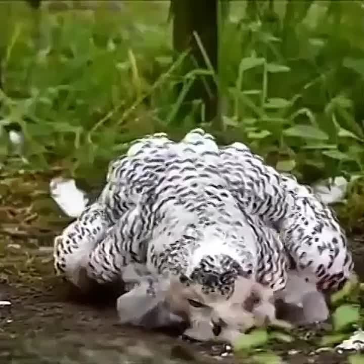 ����. ������ ��� ����������� �� ������������