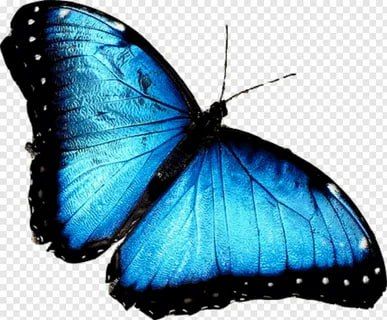 ��� �������� � ������� ����������� � ������� White Morpho