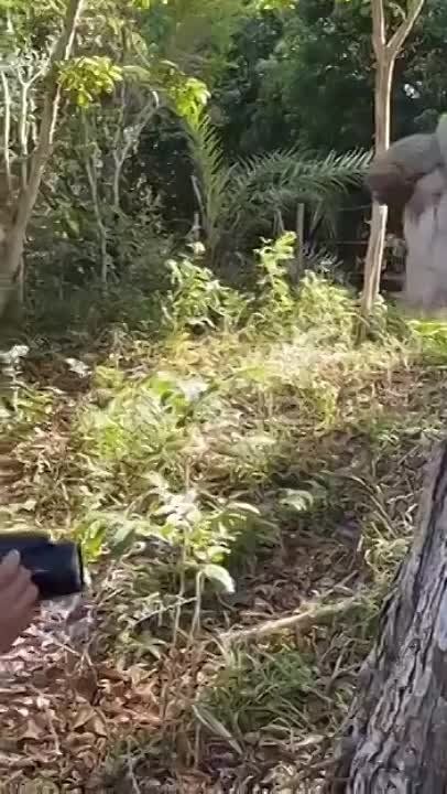 ����-������� ������� ���� ���������, ������� ����� � �������� ���������� �� ������