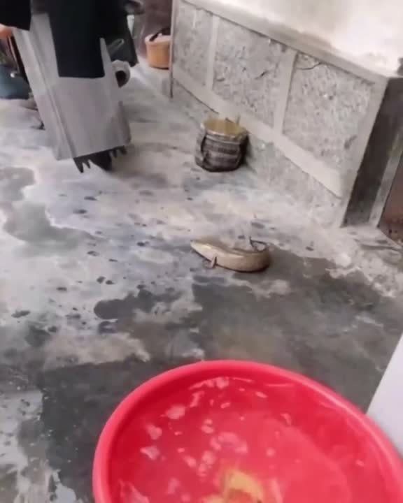 ����� ����������� ��� �������