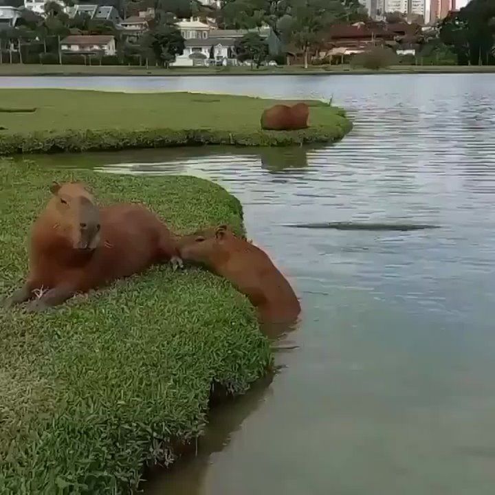 ������ ����, ������� ������!