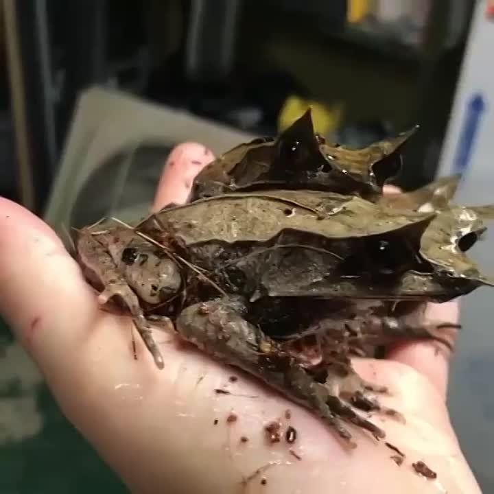 ����������� ������� ������� (Pelobatrachus nasutus)