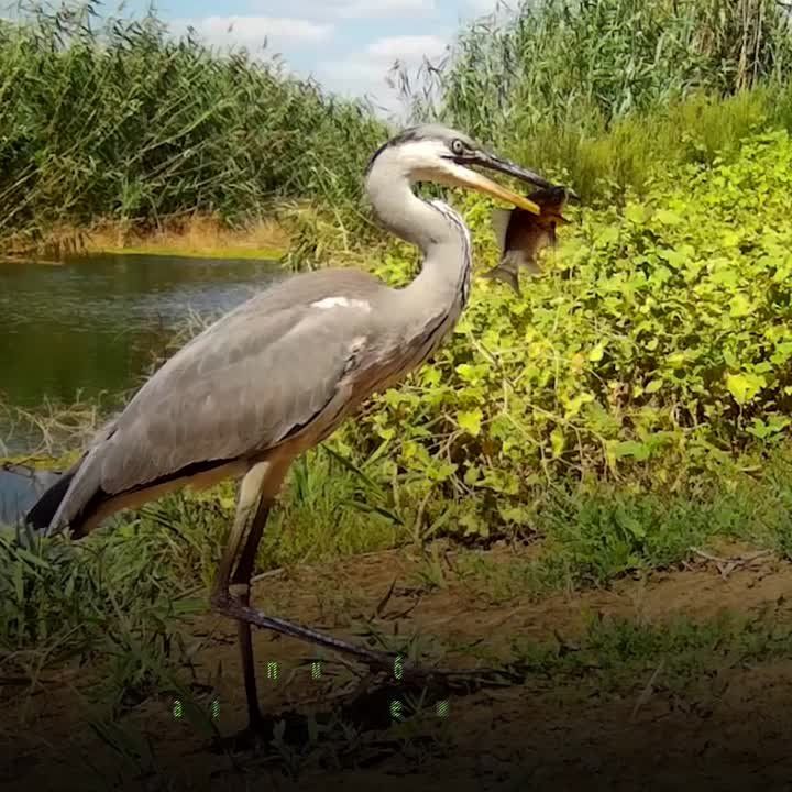 ���� ������ �� ������� ����������� ������