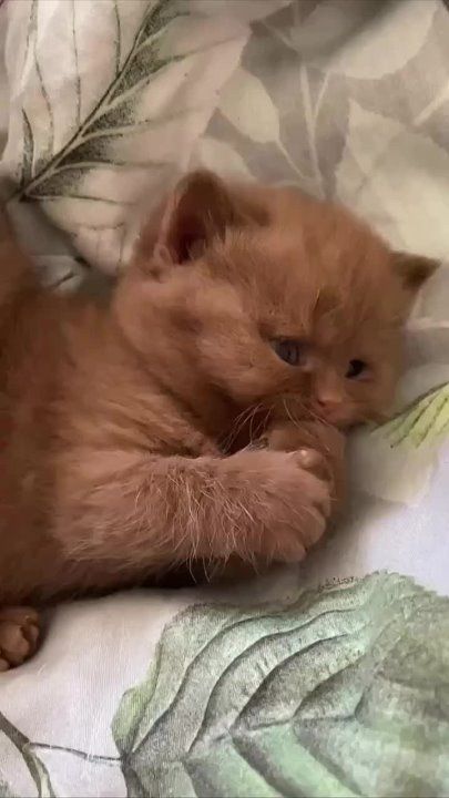 ���� � ��� ��� ������ � ���, �� ���, ����������, ���������� ������