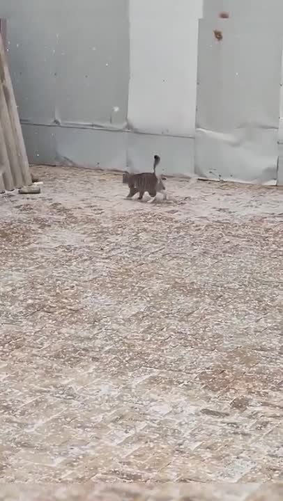 ����� ������� ������� �����������