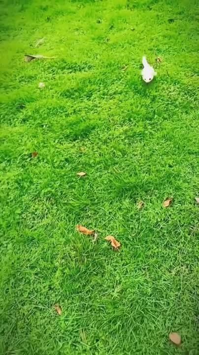 ��� ����������� �������� ������