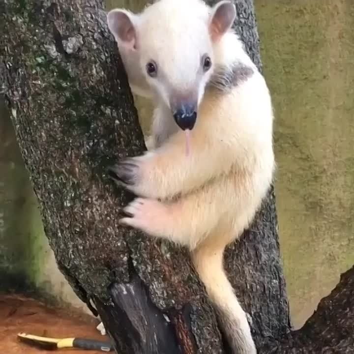 �������� ��� ������������ ��������