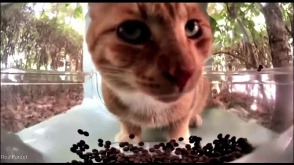 � ����� ���������� ���������� Hello Street Cat