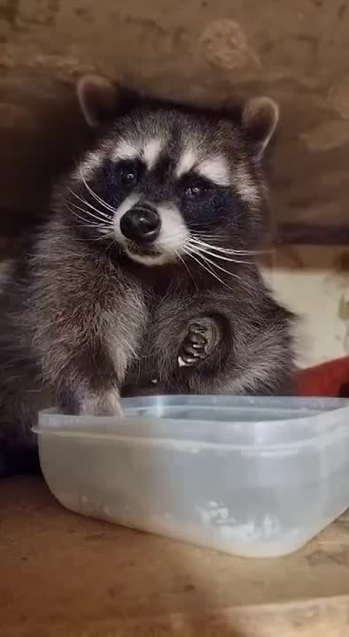 ������ ������ ������������� ����� ���������� ��������