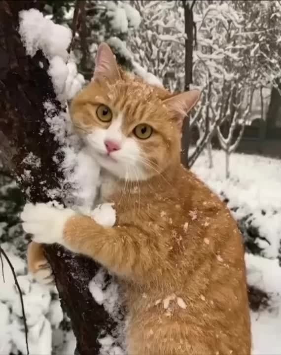 ����� ���� ���� ��� ����������
