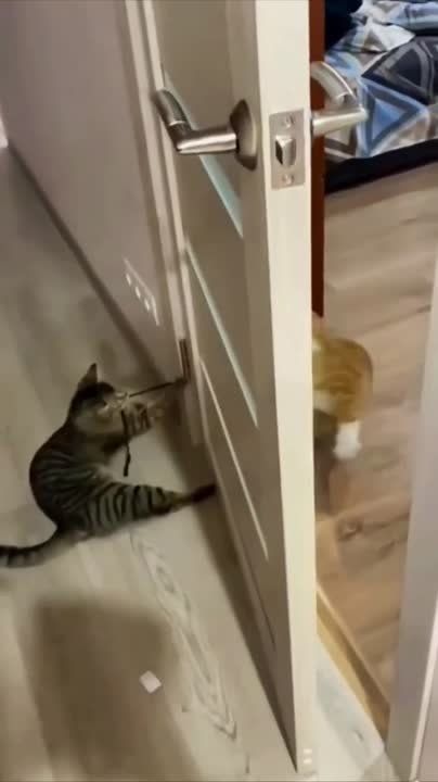 ��� ����� ������ �����������