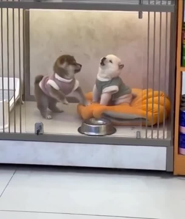 ��������� ����� �������� ���