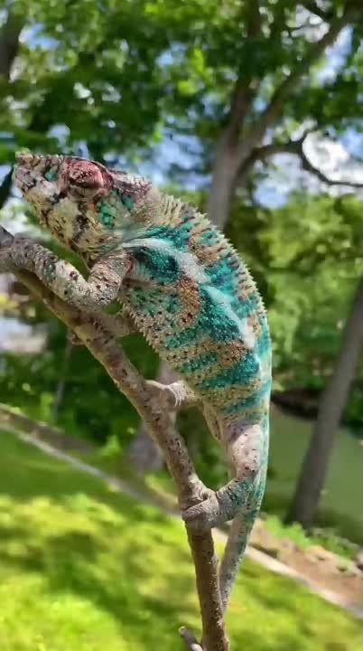 ���������� �������� (Furcifer pardalis)