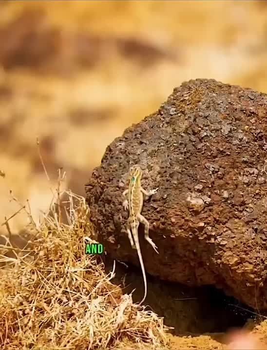 ��� ����� �����-������ ������ �� ����� ������ ������ ������, ������ ��� ������ ����������� ����� �������