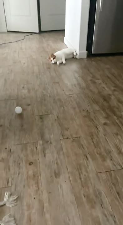 ������ ����������. �������������� ��