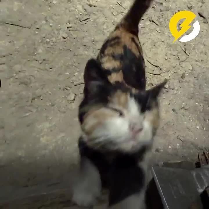 ���� ��� ��������� ���������