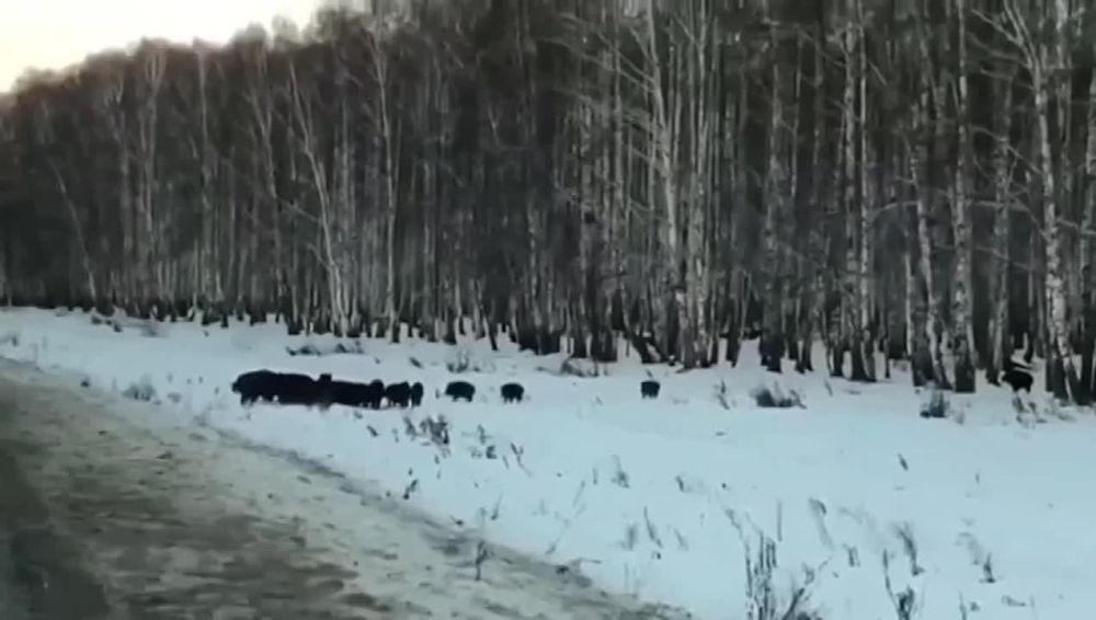 ����� ������� ������������� �������� �� ������ ��� ���������