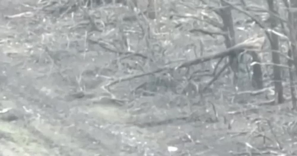 ��� ���� ������ ������� �� FPV-�����