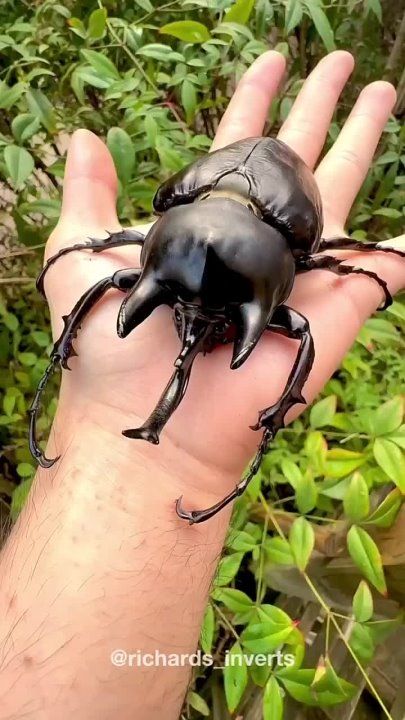 ���-�������. ������� ��������: Megasoma rex ��� �������� ��� �����-���������, ������� �������� ������������ ������ ��������...