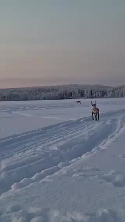 ������ ����, ������! � ��� � ��������! �������� ���, ���������� ������ � ������������� ����������!